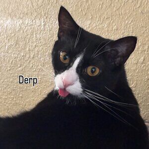 Meet your Posher, Heidi